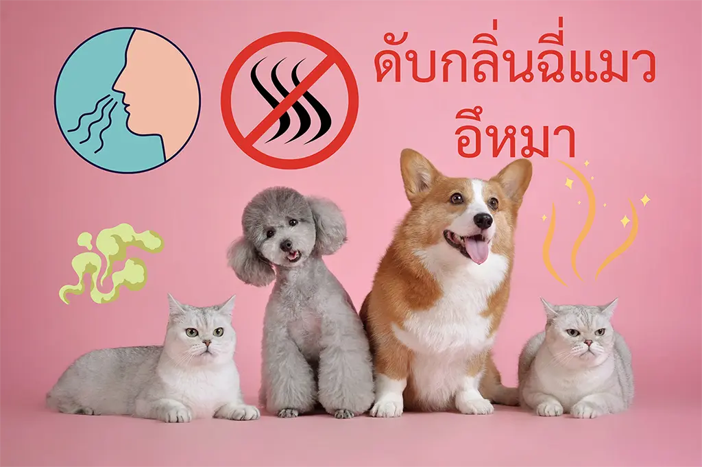ดับกลิ่นฉี่แมว ดับกลิ่นอึหมา